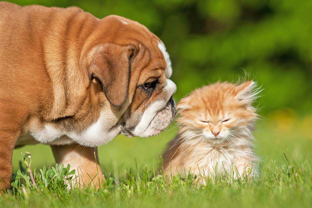 Puppy & Kitten Care Dacula, GA